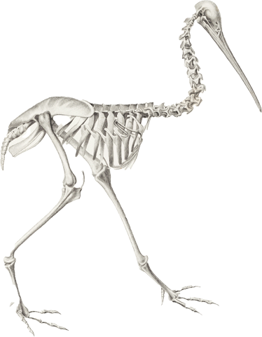 Email icon of a skeleton bird